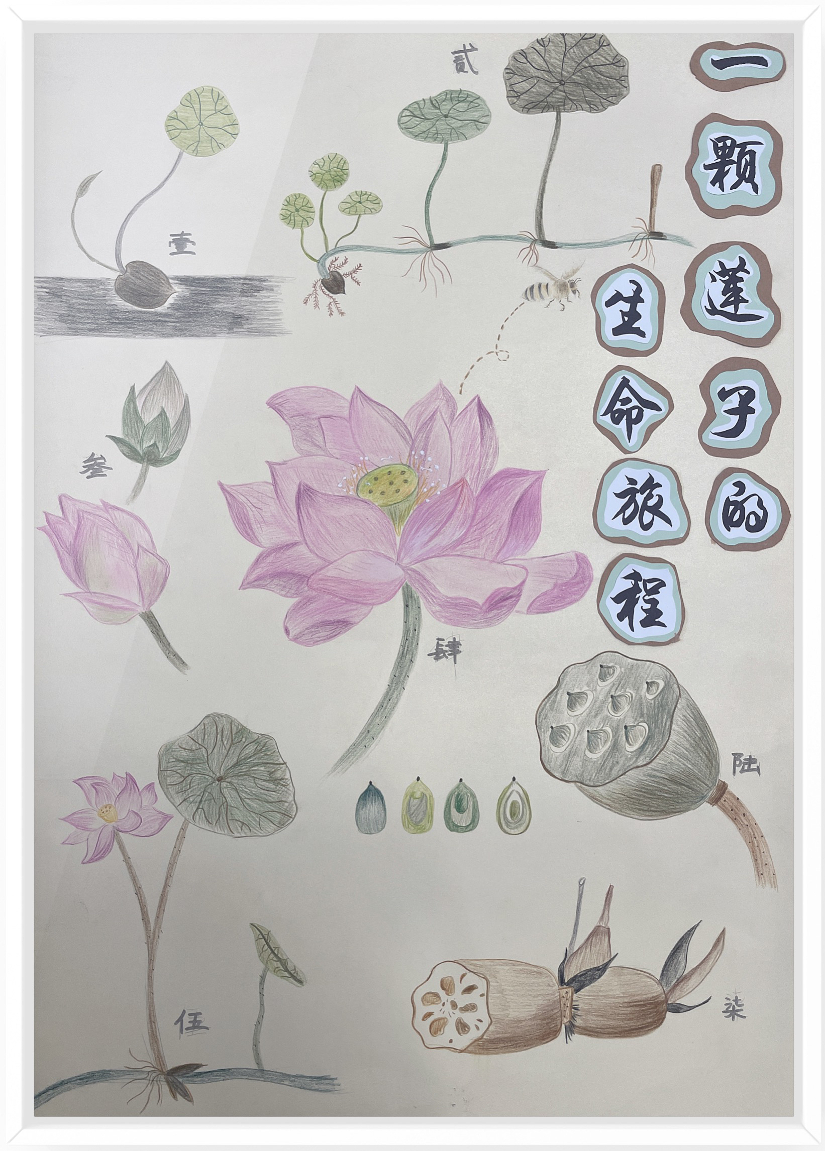 《一颗莲子的生命旅程》（作者：朱水铮、吴梦霁、张婷）.png